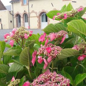 fleurs